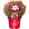 Glanzmispel "Red Ballcon" Topf Ca. 4,6 L Photinia