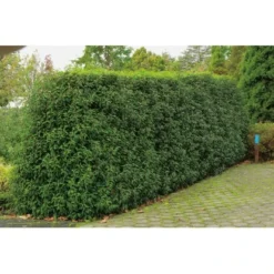 OBI Portugiesischer Kirschlorbeer "Angustifolia" Höhe Ca.70 Cm Topf 10 L Prunus -Günstiges Heissner Geschäft lusitanica Angustifolia 1