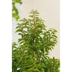 OBI Portugiesischer Kirschlorbeer "Angustifolia" Höhe Ca.70 Cm Topf 10 L Prunus -Günstiges Heissner Geschäft lusitanica Angustifolia 2