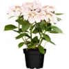 OBI Tellerhortensie Höhe Ca. 40 - 50 Cm Topf Ca. 7,5 L Hydrangea -Günstiges Heissner Geschäft m topf ca 75 l hydrangea 1