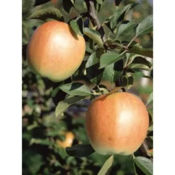 Herbstapfel "Rebella" Gelb-Rot Topf Ca. 9,5 L Malus 5 Herbstapfel "Rebella" Gelb-Rot Topf Ca. 9,5 L Malus -Günstiges Heissner Geschäft malus domestica rebella 1