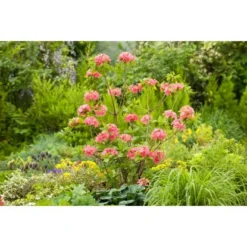 OBI Sommergrüne Azalee "Homebush" Pink Höhe Ca. 20 - 30 Cm Topf Ca. 5 L Azalea