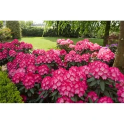 OBI Yaku-Rhododendron "Fantastica" Rosarot Höhe Ca. 20 - 30 Cm Topf Ca. 5 L -Günstiges Heissner Geschäft n Rhododendon Fantastica 2