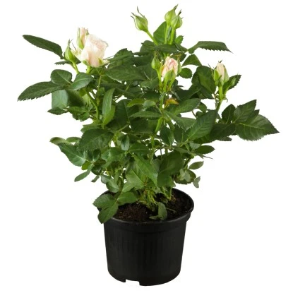 Nostalgische Rosen Gestäbt Höhe Ca. 50 - 60 Cm Topf-Ø Ca. 15 L 3 Nostalgische Rosen Gestäbt Höhe Ca. 50 - 60 Cm Topf-Ø Ca. 15 L