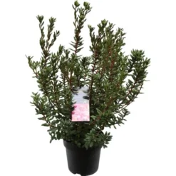 OBI Rhododendron "Anna Baldsiefen" Pink Topf Ca. 4,6 L