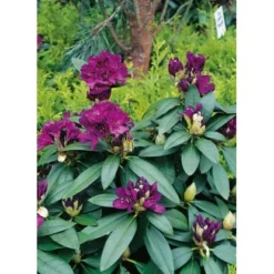 OBI Rhododendron-Hybride "Polarnacht" Schwarzviolett Höhe Ca. 20-30cm Topf Ca.5l