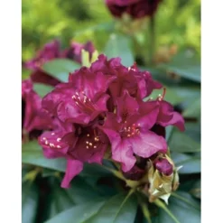 OBI Rhododendron-Hybride "Polarnacht" Schwarzviolett Höhe Ca. 20-30cm Topf Ca.5l -Günstiges Heissner Geschäft odendron Polarnacht Pont 2