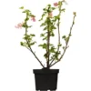 OBI Zierjohannisbeere Rosarot Höhe Ca. 30 - 40 Cm Topf Ca. 3 L Ribes -Günstiges Heissner Geschäft ot hoehe 3040cm 3l ribes 1