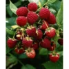Himbeere "Little Red Princess" Topf Ca. 6 L Rubus -Günstiges Heissner Geschäft princess topf ca 6 l rubus