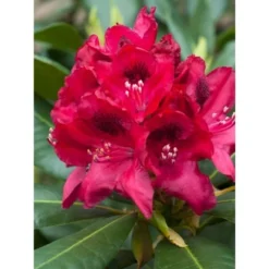 OBI Rhododendron-Hybride "Polarnacht" Schwarzviolett Höhe Ca. 20-30cm Topf Ca.5l -Günstiges Heissner Geschäft ron Hybride Polarnacht 1 1
