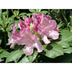 OBI Rhododendron "Roseum Elegans" Rosa Höhe Ca. 30-40 Cm Topf Ca.5l Rhododendron -Günstiges Heissner Geschäft ron Roseum Elegans Cataw 2