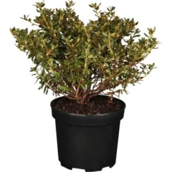 GROW By OBI Kleinblättriger-Rhododendron "Saint Merryn" Violett Topf Ca. 4,6 L