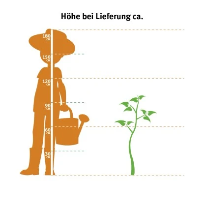 GROW By OBI Oleander Stamm Rosa Topf-Ø Ca. 20 Cm Nerium 4 GROW By OBI Oleander Stamm Rosa Topf-Ø Ca. 20 Cm Nerium – Bild 2