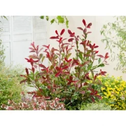 GROW By OBI Glanzmispel "Pink Marble" Höhe Ca. 30 - 40 Cm Topf Ca. 5 L Photinia 9 GROW By OBI Glanzmispel "Pink Marble" Höhe Ca. 30 - 40 Cm Topf Ca. 5 L Photinia -Günstiges Heissner Geschäft seri cassini pink marble 1 1