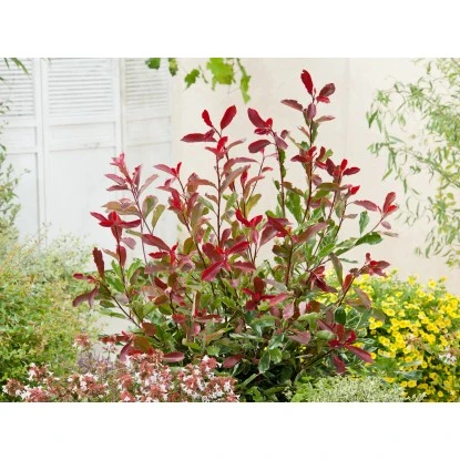 GROW By OBI Glanzmispel "Pink Marble" Höhe Ca. 30 - 40 Cm Topf Ca. 5 L Photinia 4 GROW By OBI Glanzmispel "Pink Marble" Höhe Ca. 30 - 40 Cm Topf Ca. 5 L Photinia – Bild 2