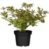 GROW By OBI Rhododendron "Princess Anne" Gelb Topf Ca. 4,6 L -Günstiges Heissner Geschäft ss Anne Gelb Topf ca. 46 l