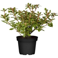 GROW By OBI Rhododendron "Princess Anne" Gelb Topf Ca. 4,6 L