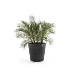 Ecopots Pflanztopf Amsterdam Rollen Dunkelgrau 60 Cm X 56 Cm -Günstiges Heissner Geschäft sterdamWheels60DarkGrey 01