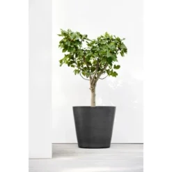 Ecopots Pflanztopf Amsterdam Rollen Dunkelgrau 80 Cm X 75 Cm -Günstiges Heissner Geschäft sterdamWheels80DarkGrey 90