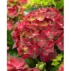 Ballhortensie "Magical" Rot Topf Ca. 5 L Hydrangea -Günstiges Heissner Geschäft tensie magical rot topf ca