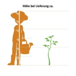 Roter Zebra-Bambus "Red Zebra" Topf-Ø Ca. 30 Cm Fargesia -Günstiges Heissner Geschäft topf ca. 30 cm fargesia 2