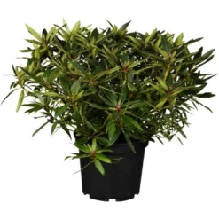 OBI Alpenrose "Graziella" Rosa Höhe Ca. 30 - 40 Cm Topf Ca. 5 L Rhododendron