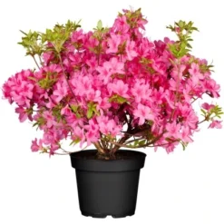 OBI Rhododendron "Roseum Elegans" Rosa Höhe Ca. 30-40 Cm Topf Ca.5l Rhododendron -Günstiges Heissner Geschäft topf ca5 l rhododendron 1 2
