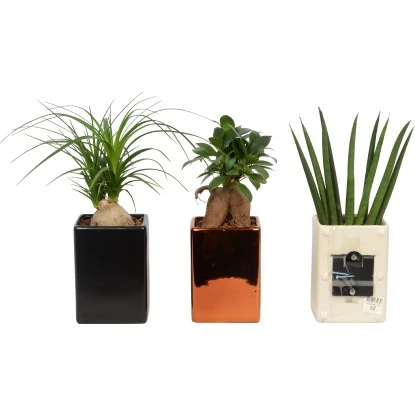 Arrangement Grünpflanze In Magnet Topf-Ø Ca. 11 Cm 3 Arrangement Grünpflanze In Magnet Topf-Ø Ca. 11 Cm