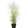 GROW By OBI Garten-Rutenhirse "Hänse Herms" Braun Topf-Ø Ca. 23 Cm Panicum