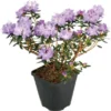 GROW By OBI Rhododendron "Lauretta" Violett-Blau Topf Ca. 4,6 L -Günstiges Heissner Geschäft uretta violettblau topf ca
