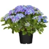 Bauernhortensie "Forever & Ever" Blau Höhe Ca. 40 - 50 Cm Topf Ca. 5 L Hydrangea -Günstiges Heissner Geschäft ver blau container ca5 l 1