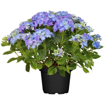 Bauernhortensie "Forever & Ever" Blau Höhe Ca. 40 - 50 Cm Topf Ca. 5 L Hydrangea 3 Bauernhortensie "Forever & Ever" Blau Höhe Ca. 40 - 50 Cm Topf Ca. 5 L Hydrangea