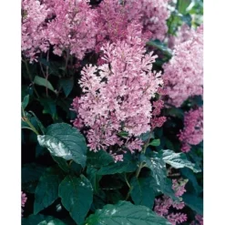 OBI Amerikanischer Flieder "Minuet" Violett Höhe Ca. 40 - 50 Cm Topf Ca. 3,5 L -Günstiges Heissner Geschäft yringa prestoniae minuet 2