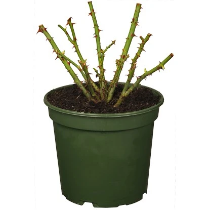 OBI Gartenrose Lizenz Sortiment Topf Ca. 2 L 3 OBI Gartenrose Lizenz Sortiment Topf Ca. 2 L